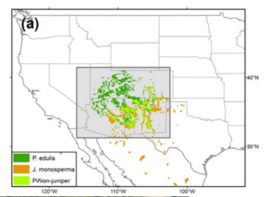 A principis dels anys 2000, un episodi de mort Pinus edulis va afectar massivament 12.000 km2 al sud-oest d'Amèrica del Nord, incloent els boscos dominats per aquesta espècie i els boscos amb coocurrència de Juniperus monosperma.
