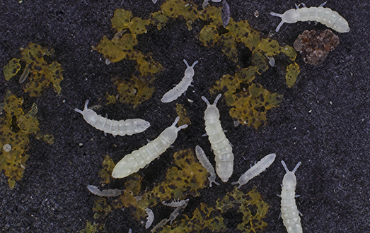 Col·lèmbols de l’espècie Protaphorura fimata. Foto: Cortesia de la Aarhus Universitet.