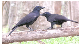 El corb de Nova Caledònia destaca entre les aus per les seves habilitats cognitives (foto: Natalie Uomini)