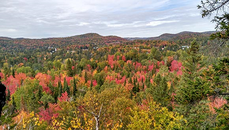 Bosc temperat del Québec
