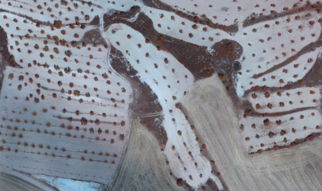 Imatge d’infraroig de mosaic agrícola d'arboris de secà, a la Plana de Lleida. Foto: InForest dron (CTFC-CREAF).