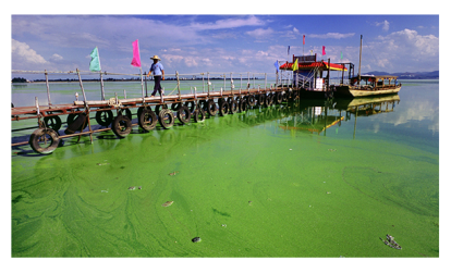 El llac eutrofitzat Dianchi, a la Xina. L’estat de l’aigua la feia inservible per al consum i l’ús agrícola i industrial. Autor: Greenpeace China
