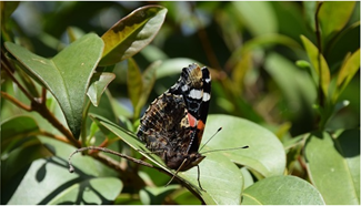 La papallona Vanessa atalanta és una papallona que es pot observar en zones urbanes. Autor: José Luís Ordóñez.