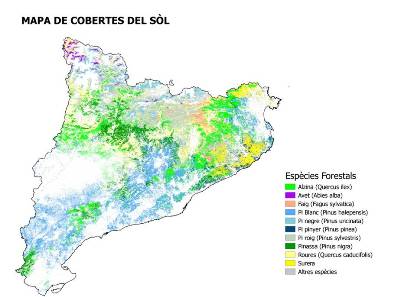 Imatge 5 Extracció de masses forestals per espècie dominant del Mapa de Cobertes del Sòl de Catalunya