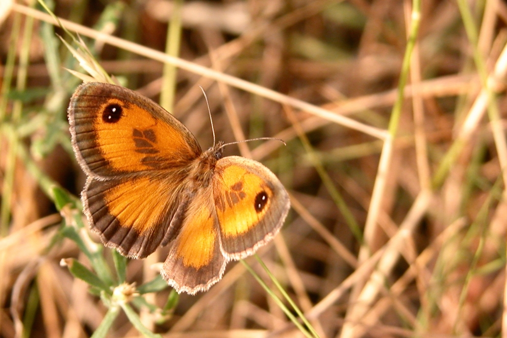 Saltabardisses de solell (Pyronia cecilia), una espècie de papallona que avança clarament el seu moment de vol quan les temperatures de primavera són més altes del que és habitual. Foto: Jordi Corbera.