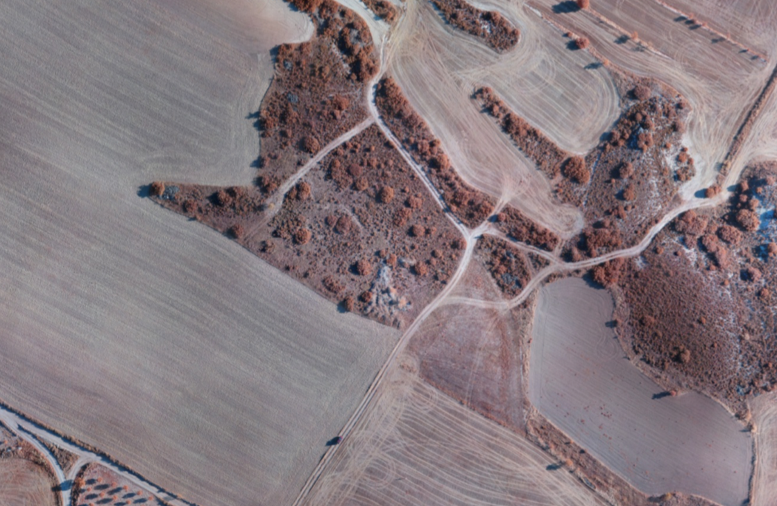 Imatge d’infraroig de mosaic agrícola de conreus de cereal, a la Plana de Lleida. Foto: InForest dron (CTFC-CREAF).